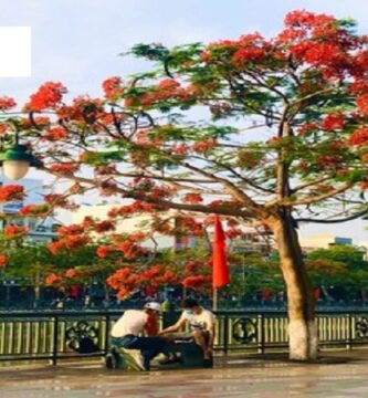 Lời Bài Hát 'Hoa Phượng Về Trên Phố'