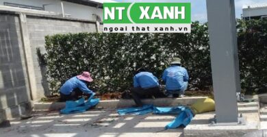 Dịch Vụ Trồng Cây Cảnh Tại Thủ Dầu Một Bình Dương