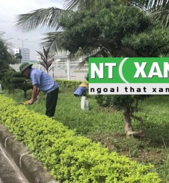 Dịch Vụ Chăm Sóc Cây Xanh Tại Lâm Đồng
