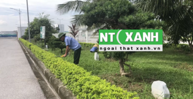 Dịch Vụ Chăm Sóc Cây Xanh Tại Lâm Đồng