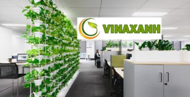Dịch Vụ Cho Thuê Cây Cảnh Văn Phòng Tại Quận 7 TP.HCM