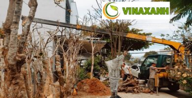 Giới Thiệu Dịch Vụ Bứng Cây Tại Bình Thạnh TP.HCM