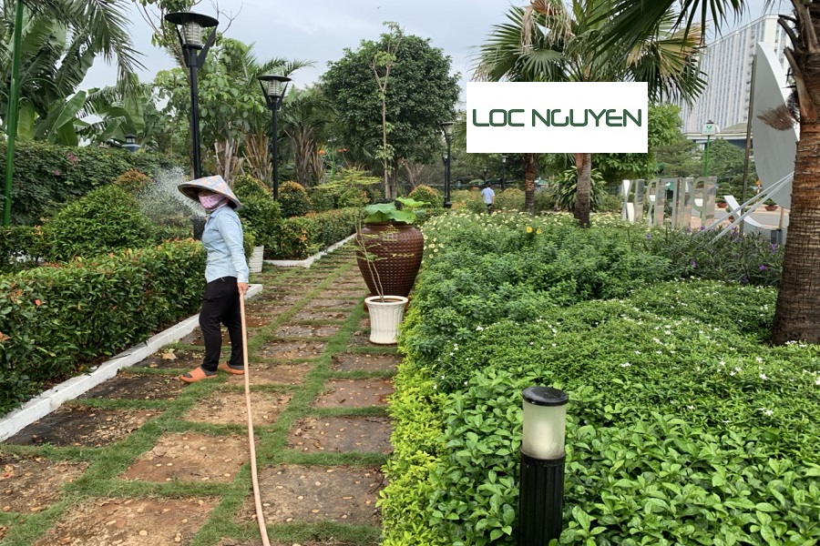 Dịch Vụ Cây Xanh Tại Bến Lức Long An