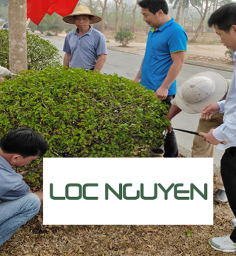 Giới Thiệu Dịch Vụ Chăm Sóc Cây Xanh KCN Châu Thành Long An