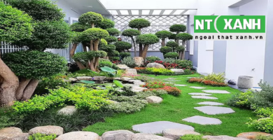 Giới Thiệu Dịch Vụ Trồng Cây Cảnh Tại Thủ Dầu Một Bình Dương