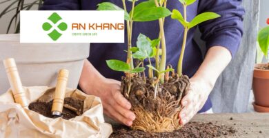 Dịch Vụ Trồng Cây Xanh Tại Dĩ An Bình Dương