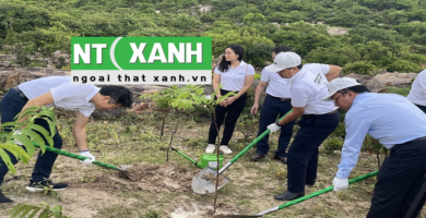 Dịch Vụ Trồng Cây Xanh Tại Tây Ninh