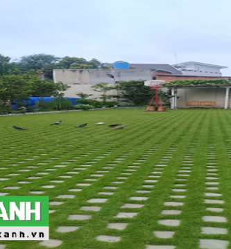 Dịch Vụ Trồng Cỏ Sân Vườn Tại TP.HCM