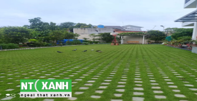 Dịch Vụ Trồng Cỏ Sân Vườn Tại TP.HCM