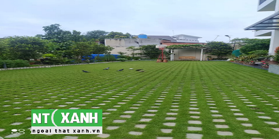 Dịch Vụ Trồng Cỏ Sân Vườn Tại TP.HCM