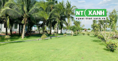 Giới Thiệu Dịch Vụ Trồng Cỏ Sân Vườn Tại Thủ Dầu Một Bình Dương