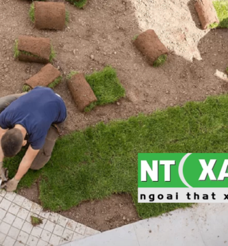 Giới Thiệu Dịch Vụ Trồng Cỏ Tại Tân An Long An