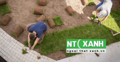 Giới Thiệu Dịch Vụ Trồng Cỏ Tại Tân An Long An