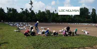 Giới Thiệu Dịch vụ trồng cỏ Bến Lức Long An