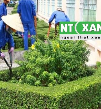 Dịch Vụ Chăm sóc cây xanh tại Đà Lạt