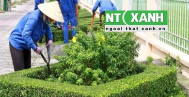 Dịch Vụ Chăm sóc cây xanh tại Đà Lạt