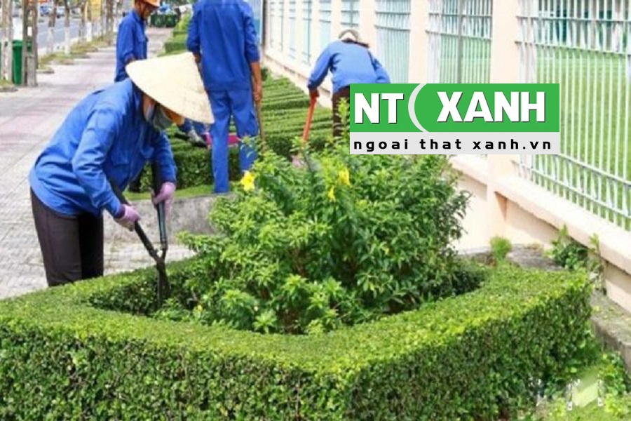 Dịch Vụ Chăm sóc cây xanh tại Đà Lạt