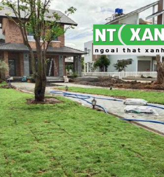 Dịch Vụ Trồng Cỏ Sân Vườn Tại Củ Chi TPHCM