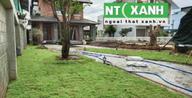 Dịch Vụ Trồng Cỏ Sân Vườn Tại Củ Chi TPHCM