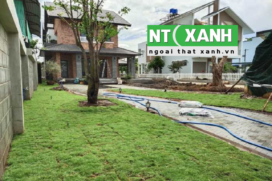 Dịch Vụ Trồng Cỏ Sân Vườn Tại Củ Chi TPHCM