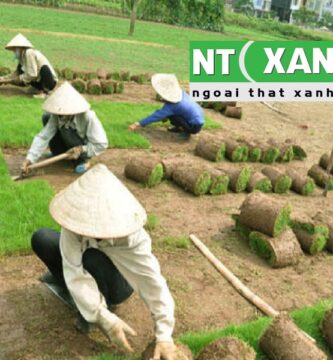 Tìm Hiểu Dịch Vụ Trồng Cỏ Tại Bình Dương