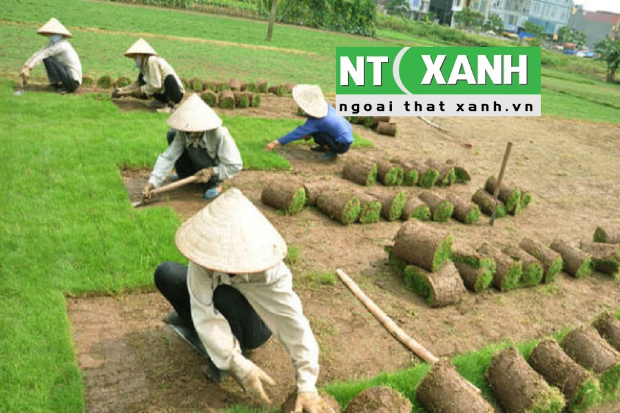 Tìm Hiểu Dịch Vụ Trồng Cỏ Tại Bình Dương
