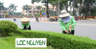 Dịch vụ Cắt Tỉa Cây Xanh Tại Long An