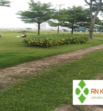 Dịch vụ trồng cây xanh KCN Bình Dương