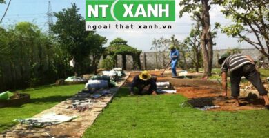 Dịch vụ trồng cỏ tại Bến Lức Long An