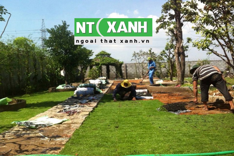 Dịch vụ trồng cỏ tại Bến Lức Long An