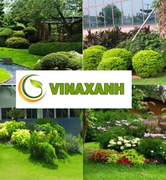 Trồng Cây Xanh Tại Quận 6 TPHCM
