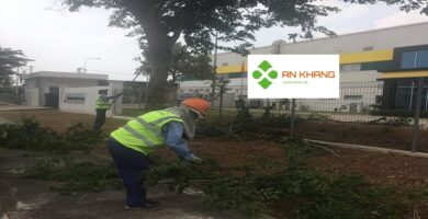 Chăm Sóc Cây Xanh Tại KCN VSIP