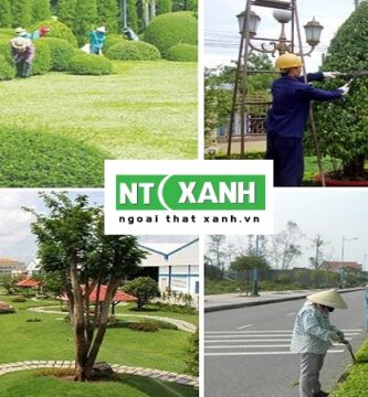 Chăm Sóc Cây Xanh Tại Lâm Đồng