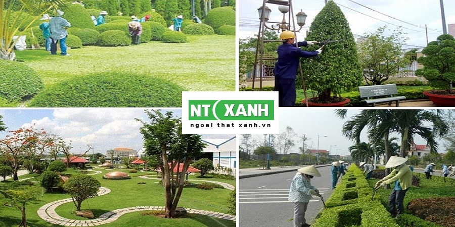 Chăm Sóc Cây Xanh Tại Lâm Đồng