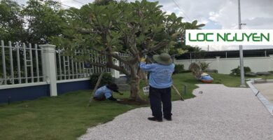 Dịch Vụ Cắt Tỉa Cây Xanh Long An