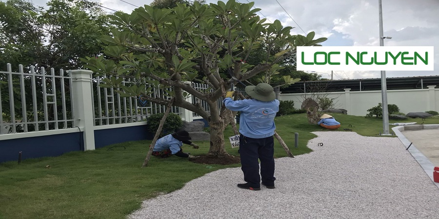 Dịch Vụ Cắt Tỉa Cây Xanh Long An