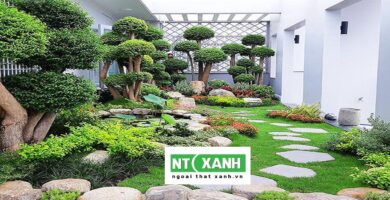Dịch Vụ Trồng Cỏ Sân Vườn Ở Bình Dương