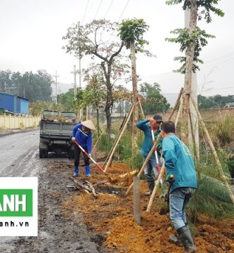 Dịch Vụ Trồng Cây Cảnh Tại Đức Hòa Long An