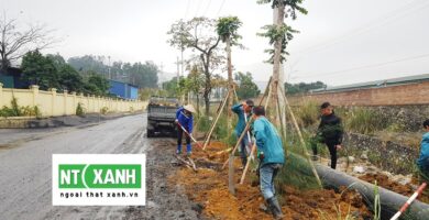 Dịch Vụ Trồng Cây Cảnh Tại Đức Hòa Long An