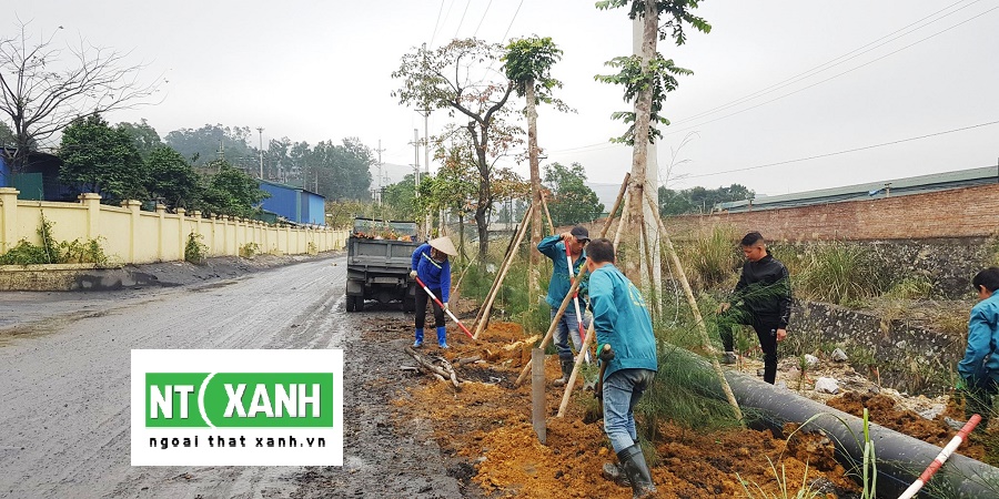 Dịch Vụ Trồng Cây Cảnh Tại Đức Hòa Long An