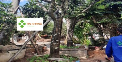 Dịch Vụ Trồng Cây Xanh Bình Dương