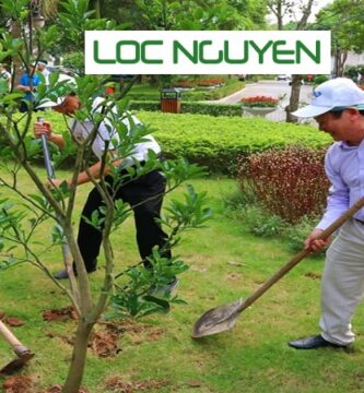 Dịch Vụ Trồng Cây Xanh Long An