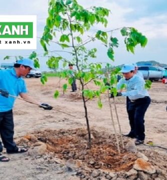 Dịch Vụ Trồng Cây Xanh Tại Cần Giờ Long An