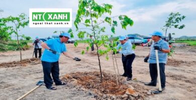 Dịch Vụ Trồng Cây Xanh Tại Cần Giờ Long An