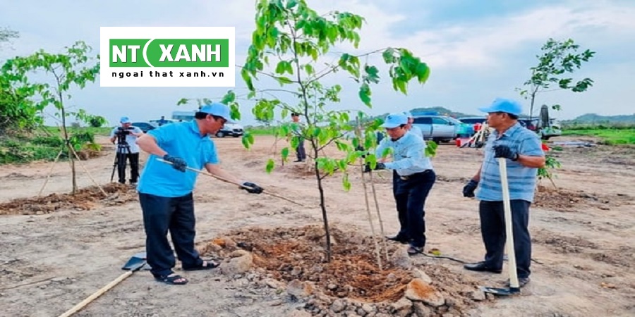 Dịch Vụ Trồng Cây Xanh Tại Cần Giờ Long An