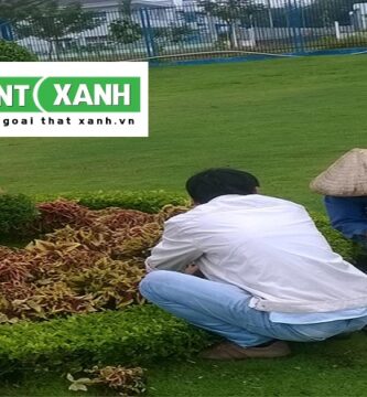 Dịch Vụ Trồng Cây Xanh Tại Tây Ninh