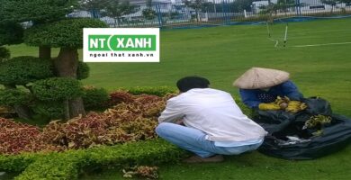 Dịch Vụ Trồng Cây Xanh Tại Tây Ninh