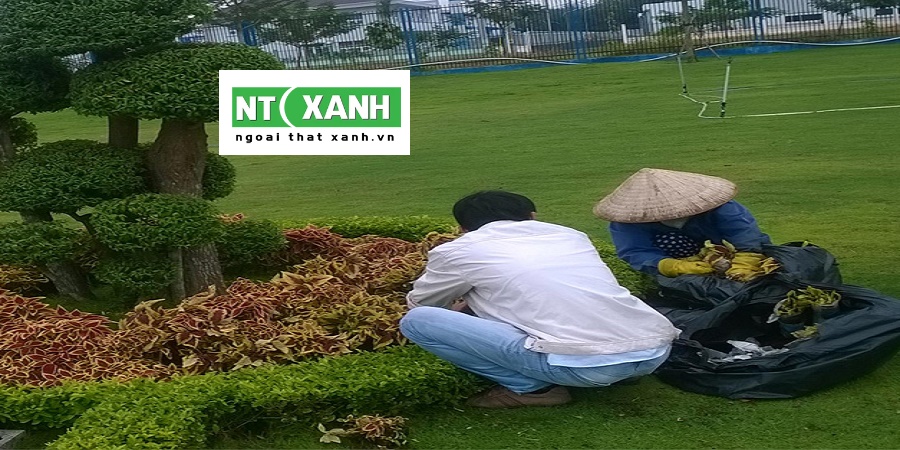 Dịch Vụ Trồng Cây Xanh Tại Tây Ninh