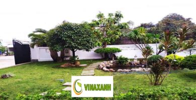 Dịch Vụ Trồng Cỏ Bình Dương
