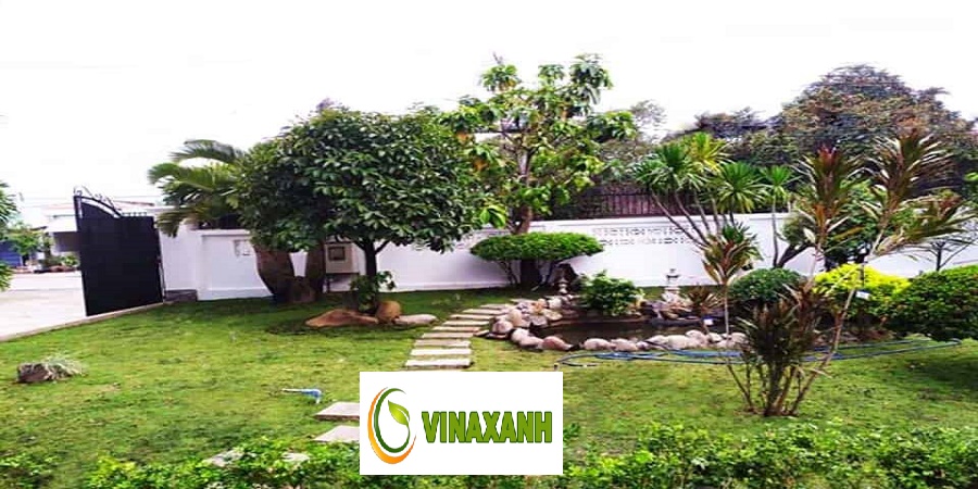 Dịch Vụ Trồng Cỏ Bình Dương